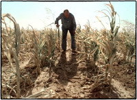 Dying corn fields in western Oklahoma .