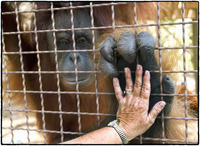 Officials report orangutans are extremely intelligent but limited in by their physical inability to talk. 
