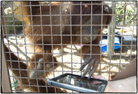 Workers at Miami's Jungle Island use a iPPAD to expand communication methods. 