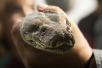 The Florida Everglades is a ecosystem unlike any other. It is home to a variety of rare and unique wildlife including a diversity of native birds, mammals, fish and reptiles. 
