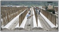 But particularly during the novel coronavirus pandemic, it is essential that employers and the federal government also ensure the safety and security of participantsas well as that of current farmworkers and other food system workers such as meatpackersto strengthen the security of the U.S. food supply.