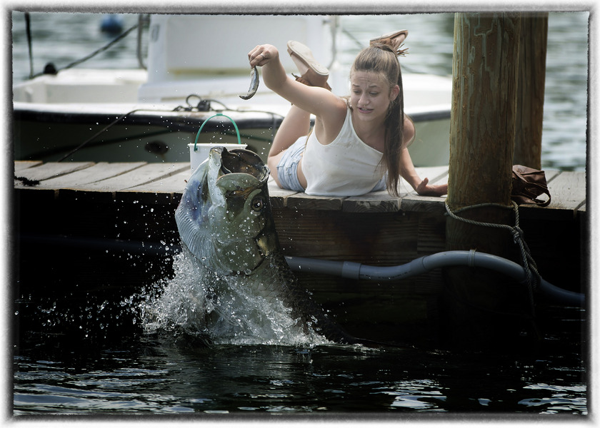 Feeding the six foot long tarpons at Robbies Cafe in the Florida Keys. : Wildlife Encounters & Sightings : Oklahoma City Editorial and Documentary Photographer 