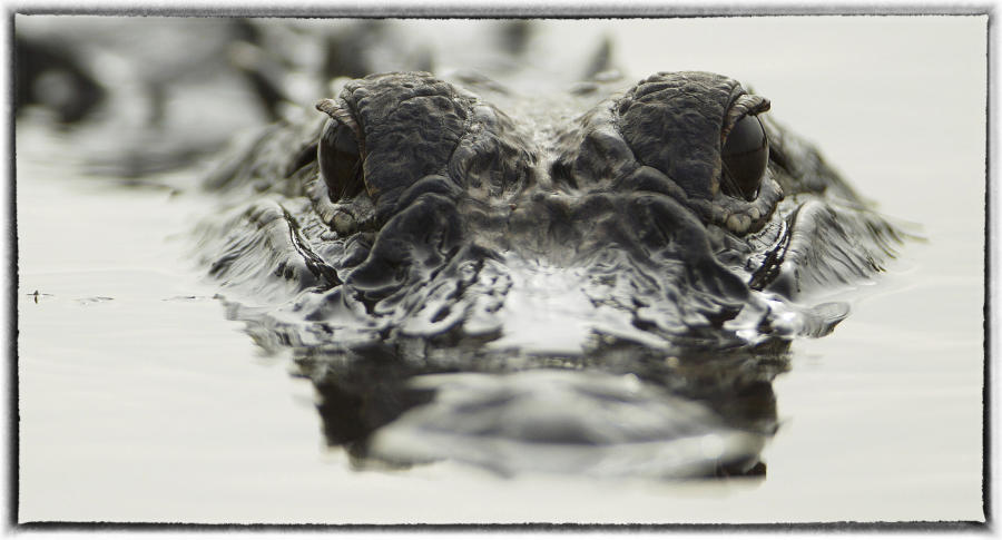 There are over 20 million people in Florida with over 1 million alligators. : Wildlife portraits : Oklahoma City Editorial and Documentary Photographer 