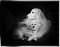 Unconditional love. Devoted companionship. Constant entertainment
