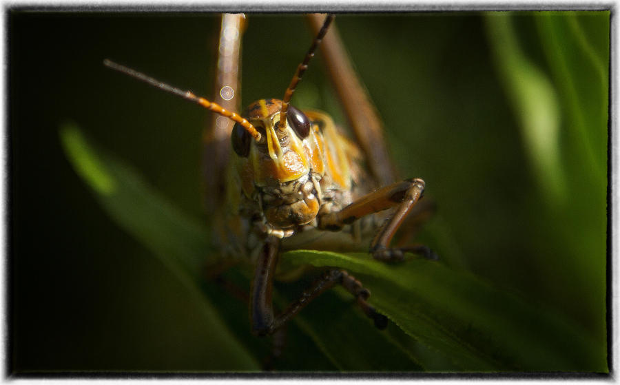 During a drought period, grasshoppers covered the landscape.  : Animals - life in the wild  : Oklahoma City Documentary Photographer 