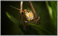 During a drought period, grasshoppers covered the landscape. 
