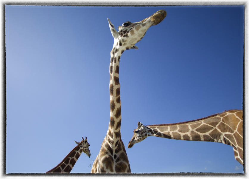 A group of giraffe in West Palm Beach, Fla. : Wildlife portraits : Oklahoma City Editorial and Documentary Photographer 