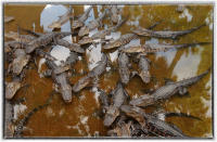 As the population grows, the wetland decrease and the chance for animal encounters increase.