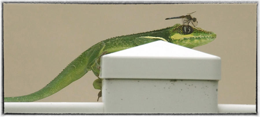 A Cuban Knight Anole and his passenger.  : Animals - life in the wild  : Oklahoma City Documentary Photographer 