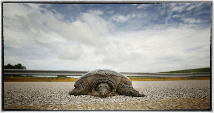 Much about the disease - like how the turtle catch it - remains a mystery.  : Wildlife portraits : Oklahoma City Editorial and Documentary Photographer 