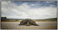 Much about the disease - like how the turtle catch it - remains a mystery. 