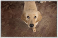 Spending time with a dog does wonders for people emotional state, dog owners claim. 