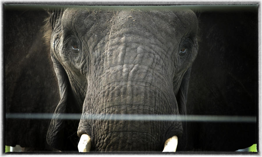 An elephant stares from its cage during a rehab stay. : Wildlife Encounters & Sightings : Oklahoma City Editorial and Documentary Photographer 