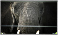 An elephant stares from its cage during a rehab stay.