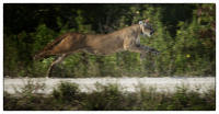 A Florida panther is released in the everglades.
