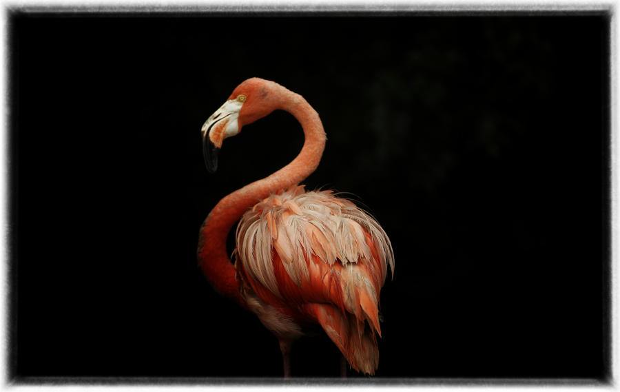 Pink Flamingo.  : Birding - small images of beauty : Oklahoma City Documentary Photographer 