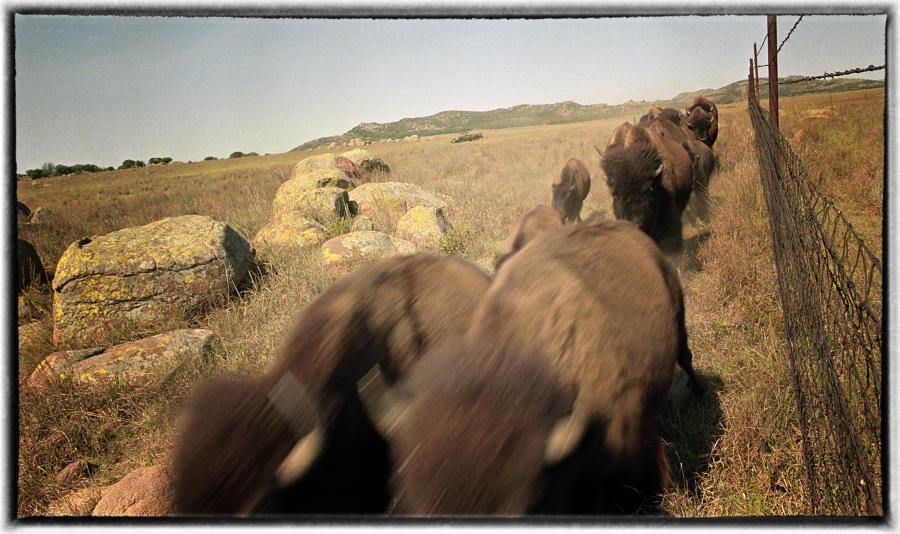 Buffalo roundup - Wichita Mountains, Oklahoma. : The First Americans : Oklahoma City Editorial and Documentary Photographer 