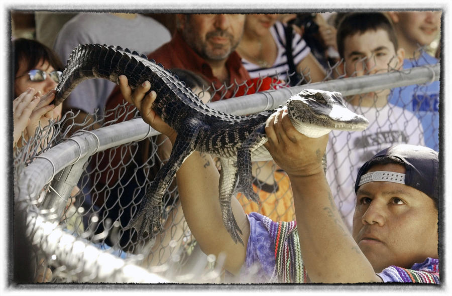 Miccosukee alligator wrestler - Florida Everglades.  : The First Americans : Oklahoma City Editorial and Documentary Photographer 