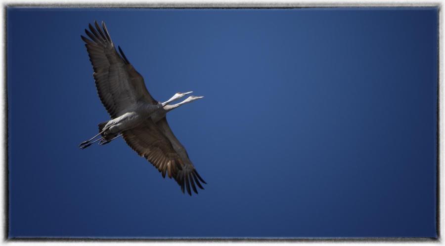 Sandhill cranes. : Birding - small images of beauty : Oklahoma City Documentary Photographer 
