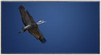 Sandhill cranes.