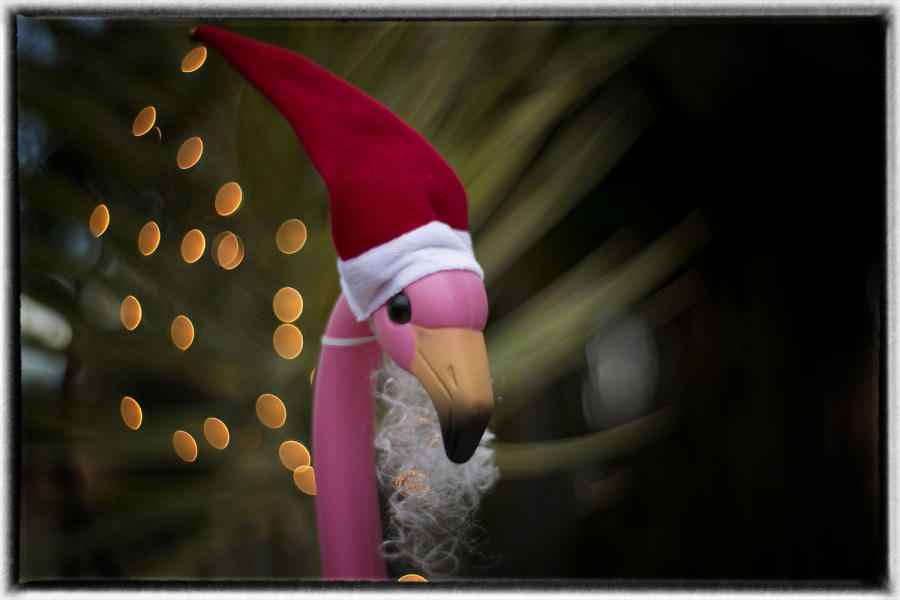 A plastic pink flamingo dressed for the holidays. : Birding : Oklahoma City Editorial and Documentary Photographer 