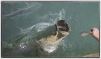 A tarpon jumps out of the water to catch a fish dropped by a tourist.
