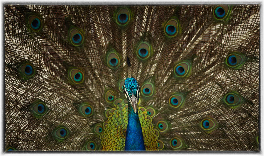 Peacock. : Birding : Oklahoma City Editorial and Documentary Photographer 