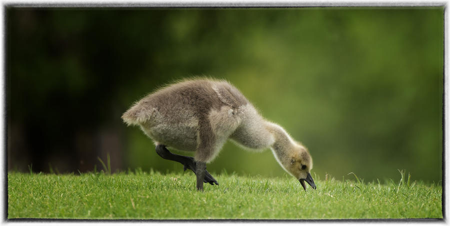 Goose baby.  : Birding : Oklahoma City Editorial and Documentary Photographer 