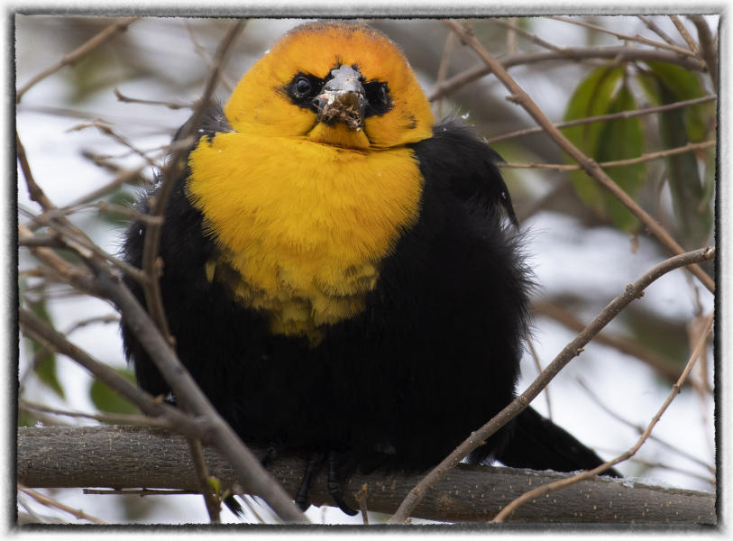 Yellow headed blackbird. : Birding - small images of beauty : Oklahoma City Documentary Photographer 