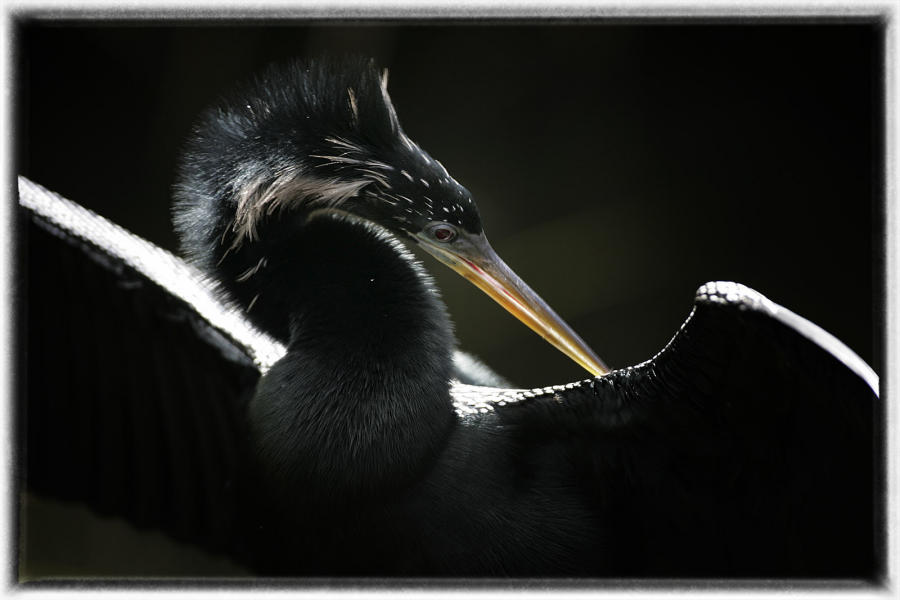 Anhinga dries its feathers. : Birding - small images of beauty : Oklahoma City Documentary Photographer 