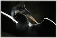 Anhinga dries its feathers.