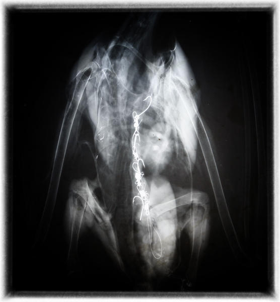 X-ray of the fishing gear eaten by a pelican at Miami's Pelican Rescue Center.  : Birding : Oklahoma City Editorial and Documentary Photographer 