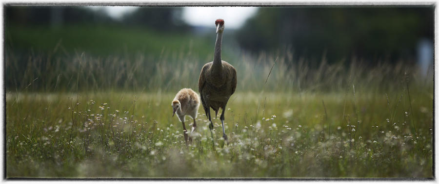 Sandhill Cranes.  : Birding - small images of beauty : Oklahoma City Documentary Photographer 