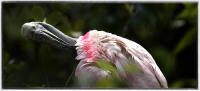 Roseta Spoonbill.