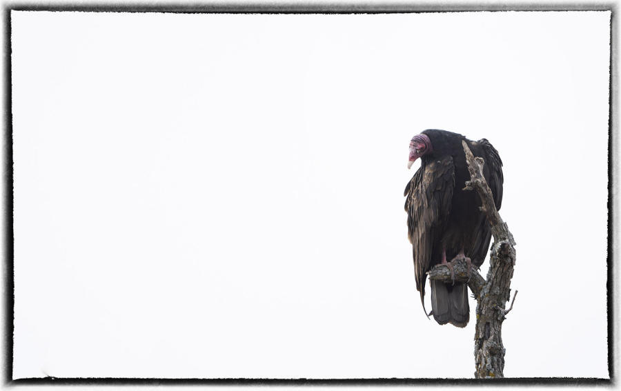 Turkey Vulture. : Birding : Oklahoma City Editorial and Documentary Photographer 