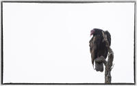 Turkey Vulture.