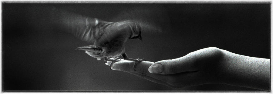 A bird in the hand.  : Birding : Oklahoma City Editorial and Documentary Photographer 