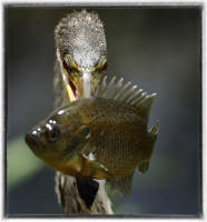 Anhinga after spearing a fish. 