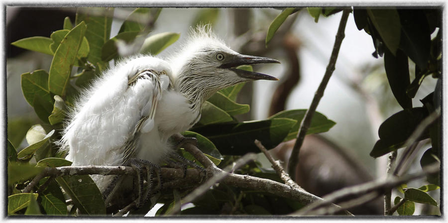 Egert. : Birding : Oklahoma City Editorial and Documentary Photographer 