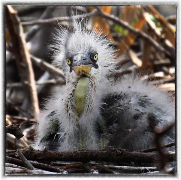 Great Blue Heron chick. : Birding : Oklahoma City Editorial and Documentary Photographer 