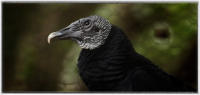 Black Vulture.
