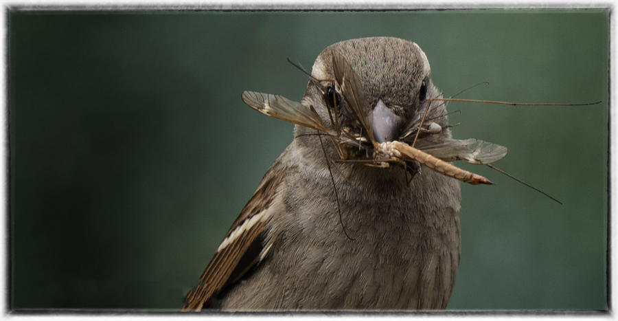 House sparrow ready to feed chicks. : Birding - small images of beauty : Oklahoma City Documentary Photographer 
