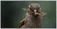 House sparrow ready to feed chicks.
