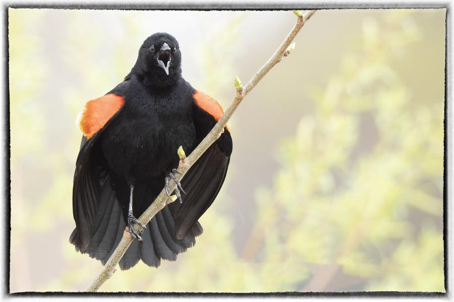 Red winged blackbird. : Birding : Oklahoma City Editorial and Documentary Photographer 