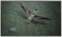 Pelican fishing.