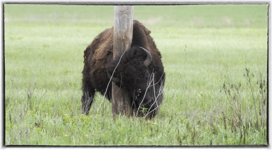 A bison rubs against an old utility pole, scrapping away last winter's heavy coat.  : Wildlife Encounters & Sightings : Oklahoma City Editorial and Documentary Photographer 