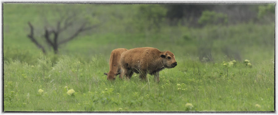 A new calf roams the Tallgrass preserve : Wildlife portraits : Oklahoma City Editorial and Documentary Photographer 