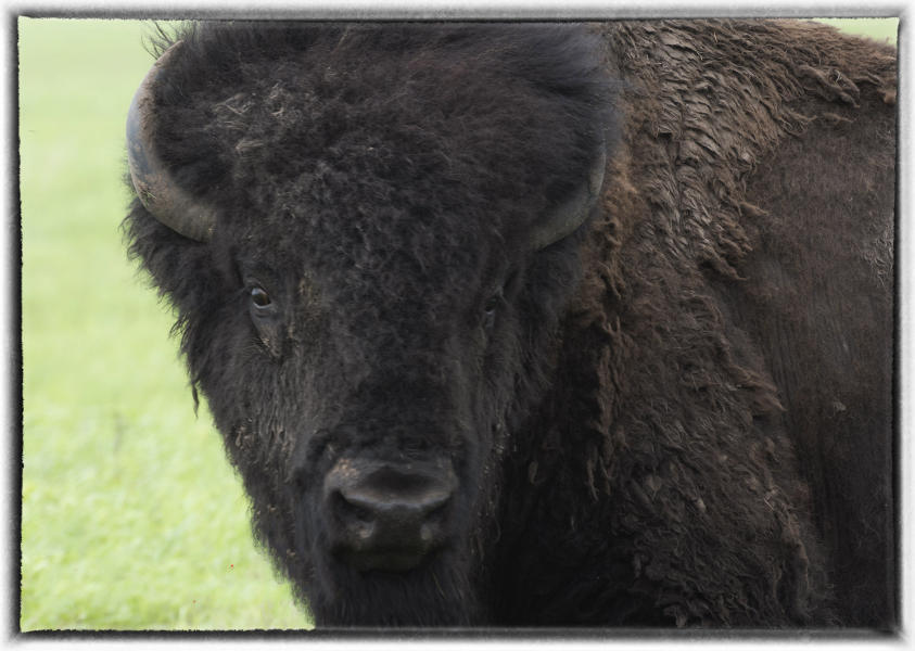 At the time, there were less than 600 bison in the country.  : Wildlife portraits : Oklahoma City Editorial and Documentary Photographer 