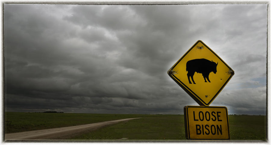 The herd at the Tallgrass Prairie consists of roughly 2,700. : Wildlife Encounters & Sightings : Oklahoma City Editorial and Documentary Photographer 