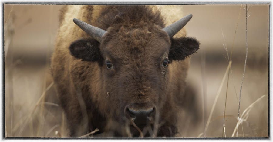 The Wichita Mountain herd has grow \n to over 600 bison, with the surplus sold at auction annually.  : Wildlife portraits : Oklahoma City Editorial and Documentary Photographer 